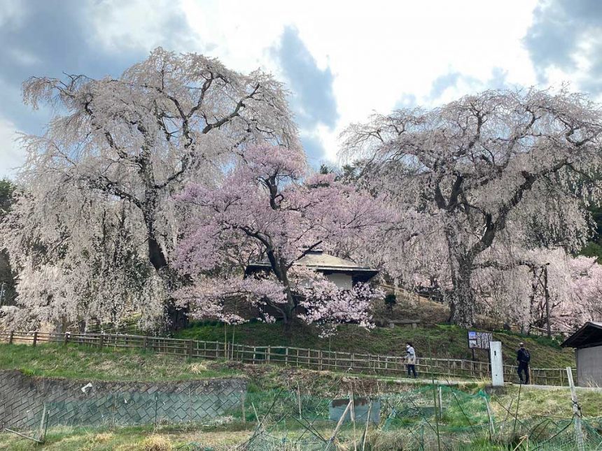 Le cerisier pleureur à côté du parc Takatojoshi-koen