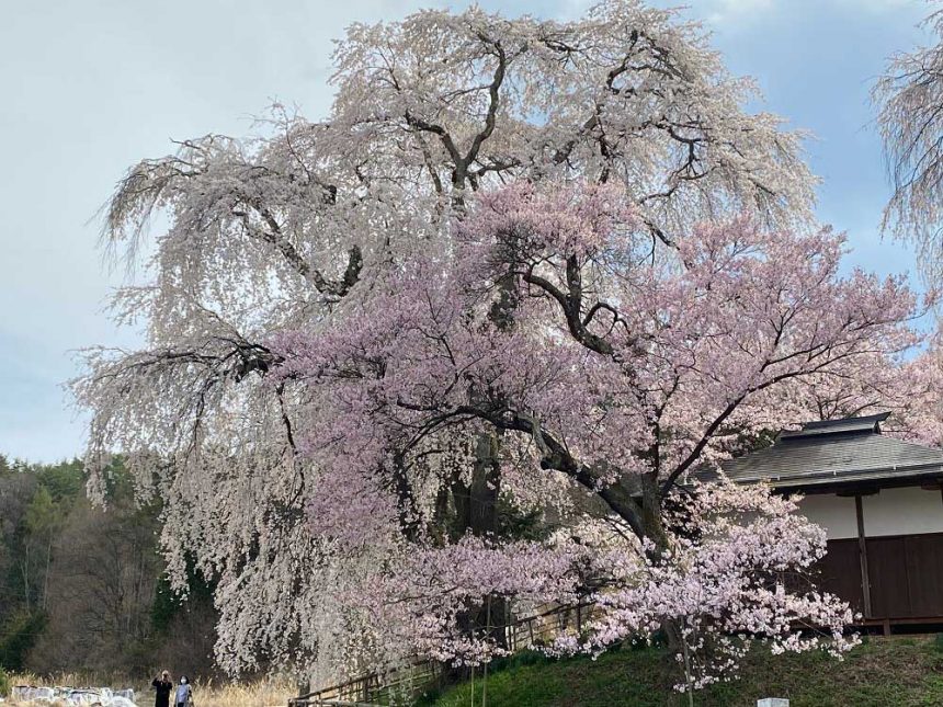 Le cerisier pleureur à côté du parc Takatojoshi-koen