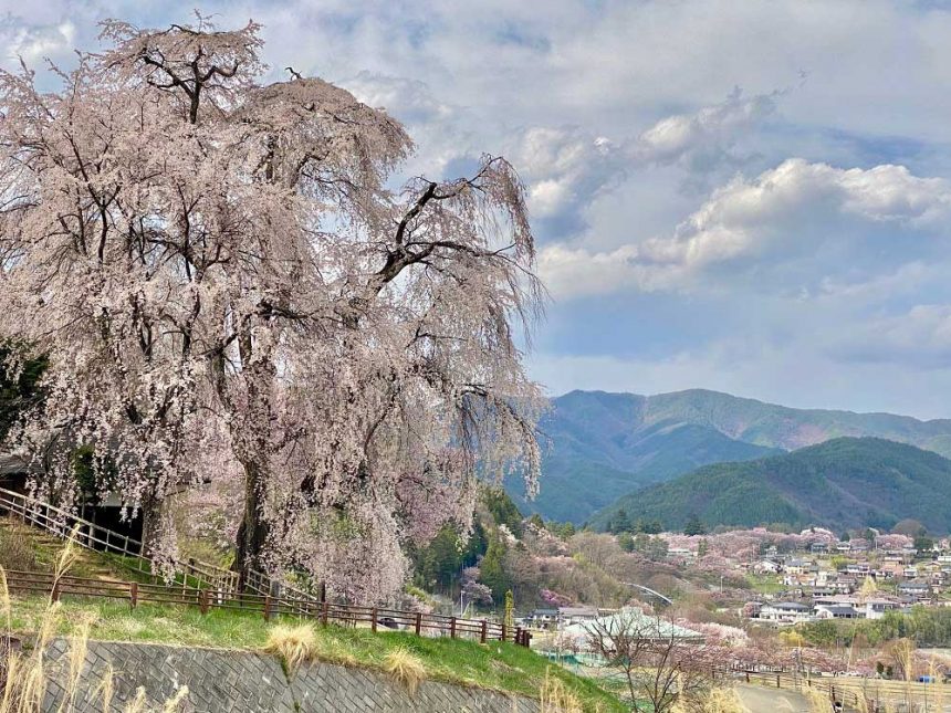 Le cerisier pleureur à côté du parc Takatojoshi-koen