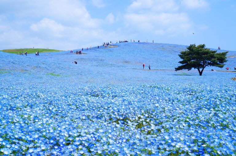 Découvrir les belles fleurs saisonnières de Tokyo à partir de 2 pers