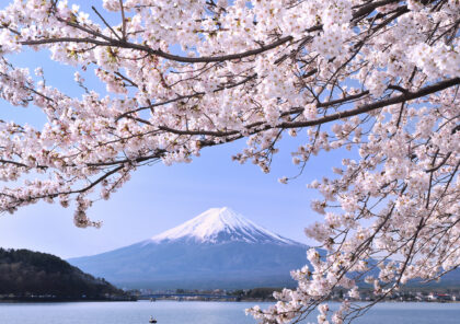 Le Temps des Cerisiers au Japon 2024 en 14 jours