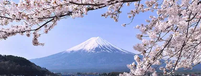 Le Temps des Cerisiers au Japon 2024 en 14 jours