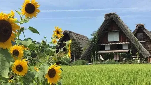 La saison estivale au Japon 2026 en 14 jours